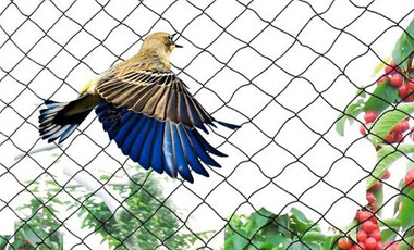 Bird and pigeon safety nets